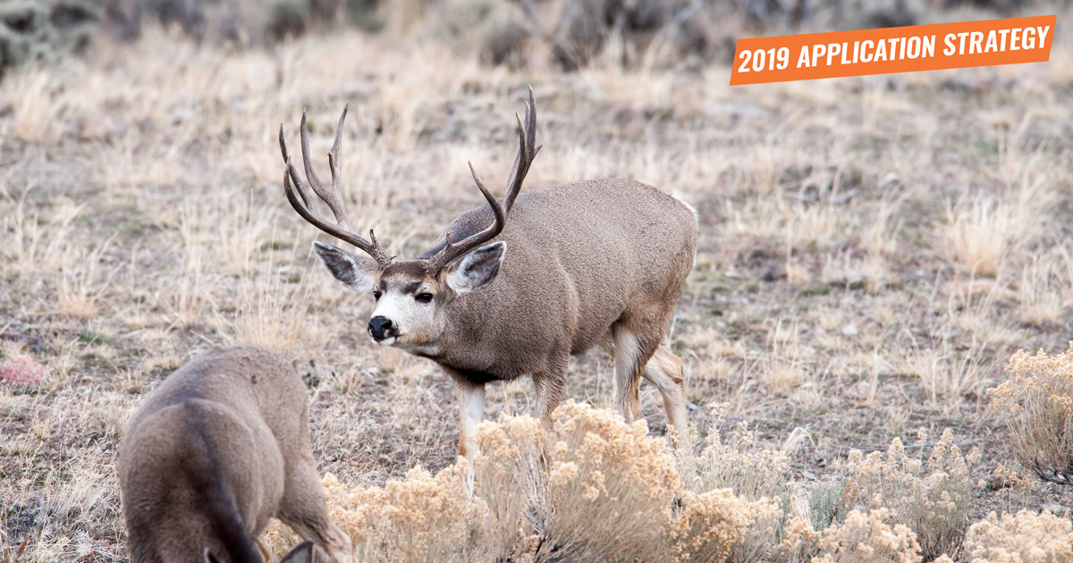 APPLICATION STRATEGY 2019 Colorado Mule Deer GoHUNT