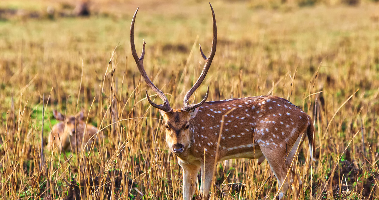 Hawaii cancels 2021 Lāna‘i axis deer season