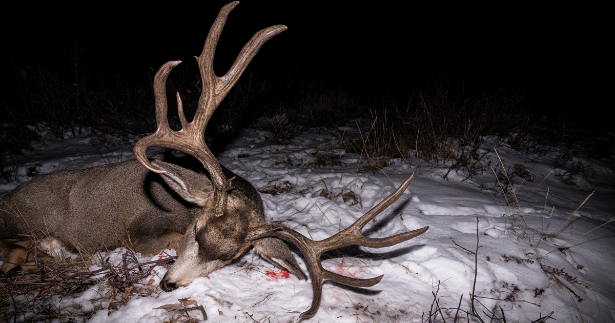 Colorado s 2020 License Recommendations For Mule Deer GoHUNT
