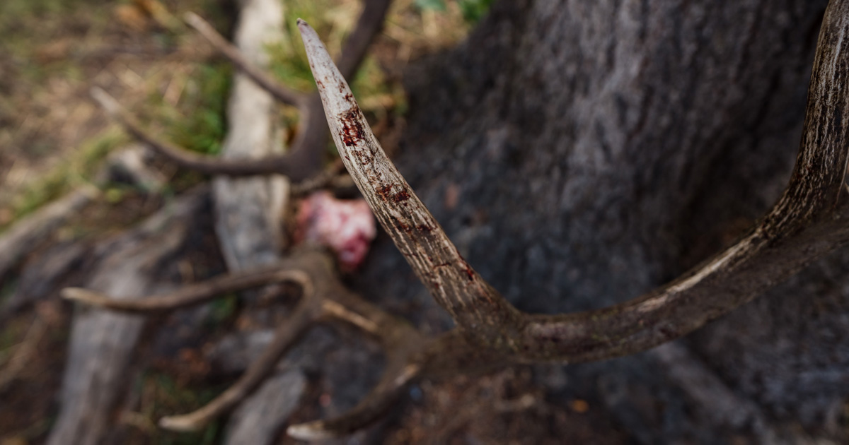 Top over the counter elk hunting opportunities in the West goHUNT