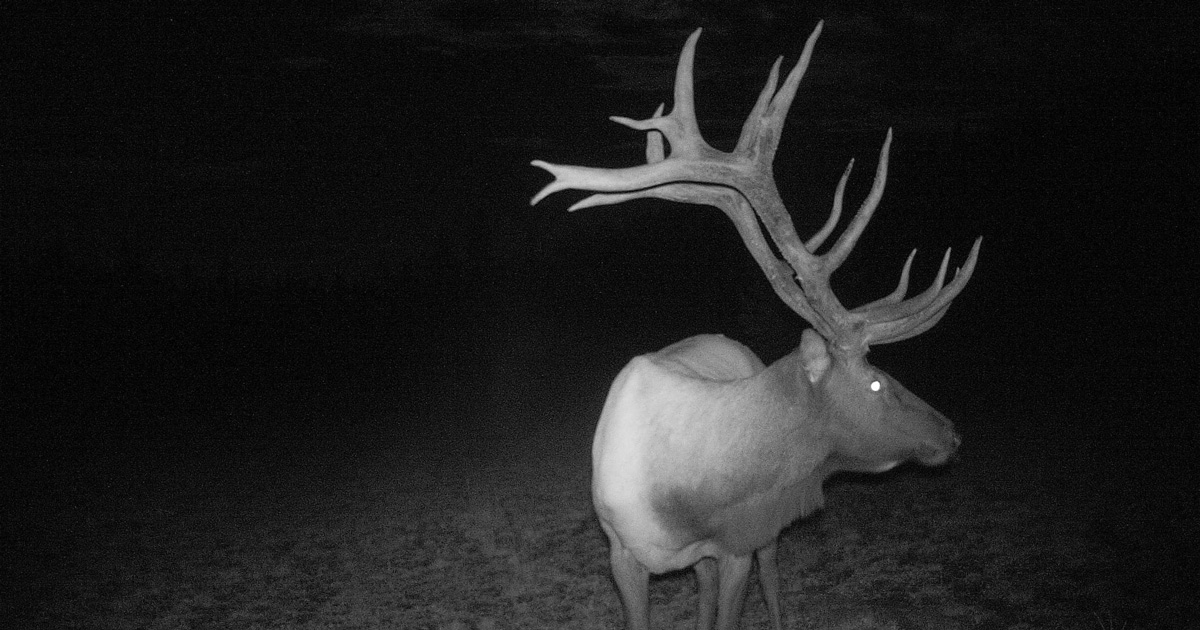 Giant elk trail camera photos goHUNT