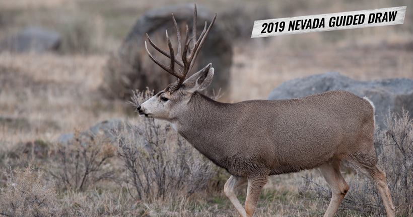 How to apply for Nevada’s 2019 nonresident mule deer guided draw