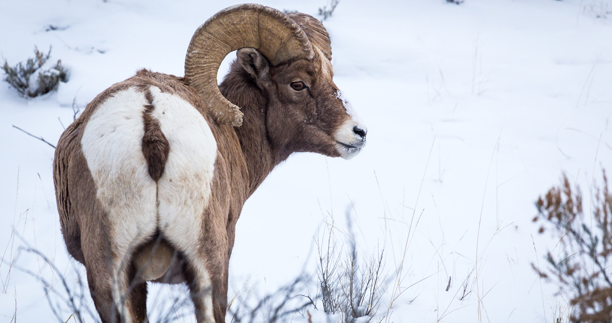 Idaho couple killed two bighorn rams with one tag