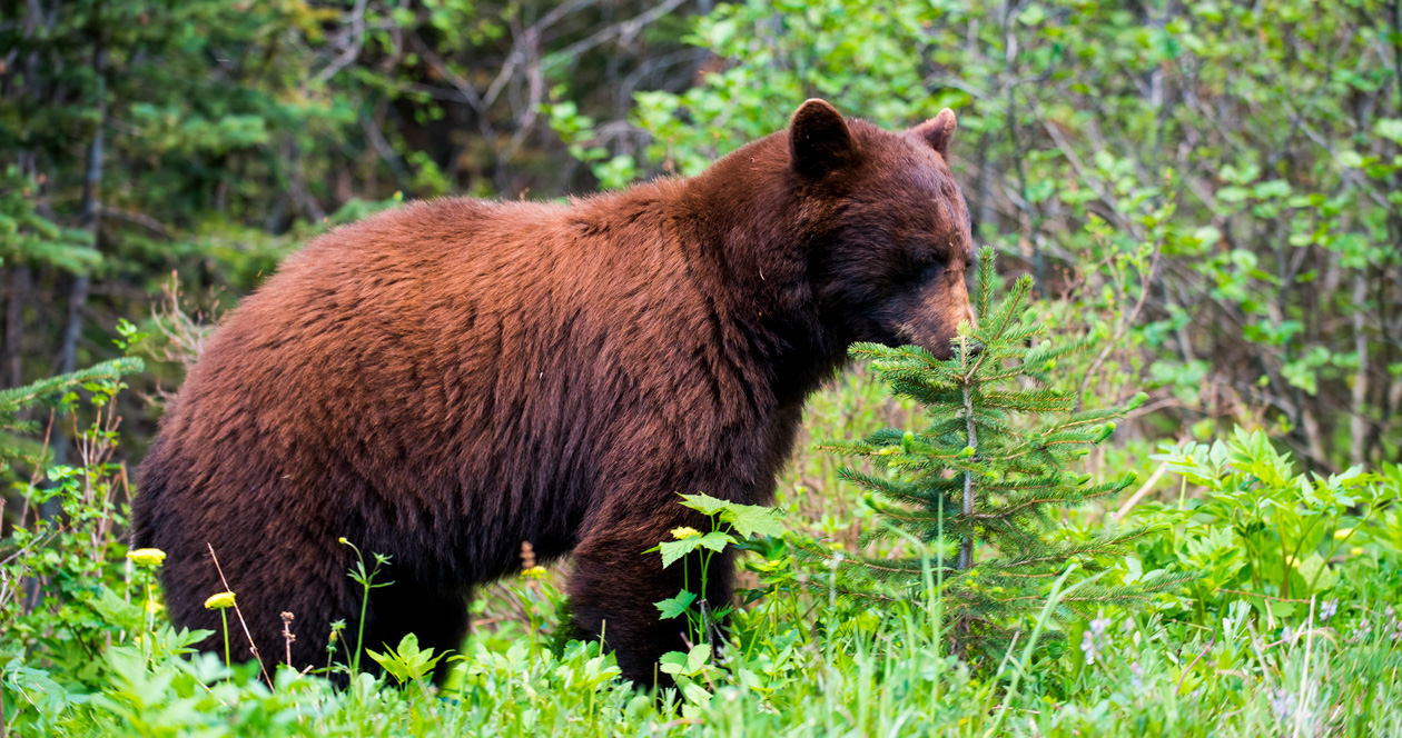 Alert: Idaho suspends the sale of nonresident hunting permits/licenses due to COVID-19