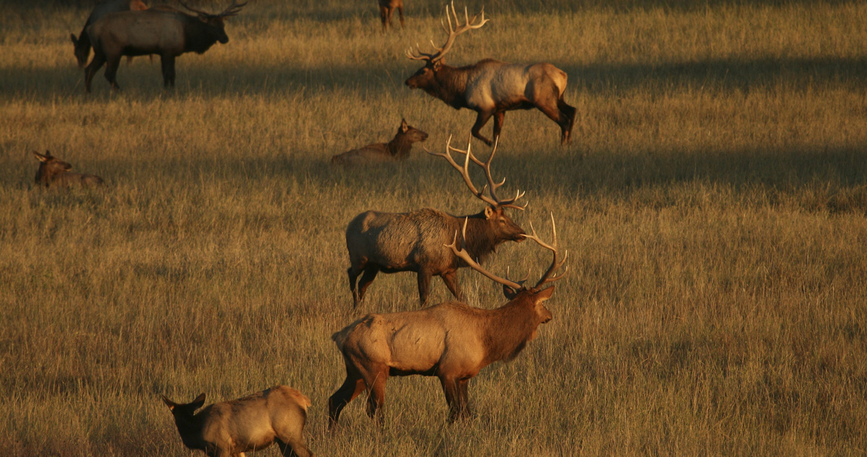 Supreme Court rules in favor of Native American elk hunter hunting out of season