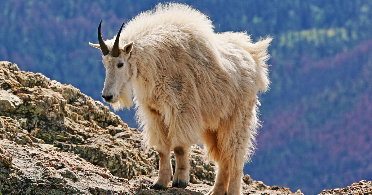 Grand Teton Mountain Goat Cull Back On GoHUNT