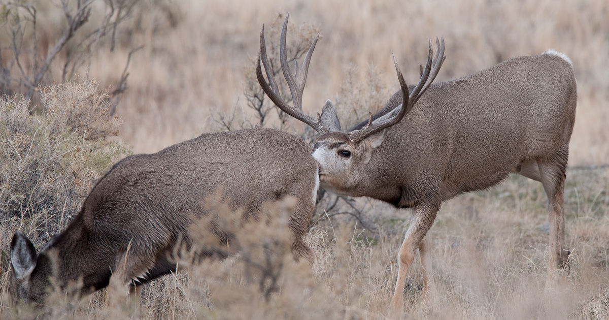 The Science Behind The Mule Deer Rut GoHUNT The Science Behind The Mule Deer Rut GoHUNT