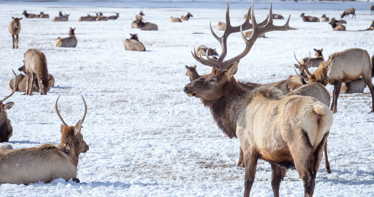 Game & Parks Commission gives Nebraska rancher permission to kill 50 elk