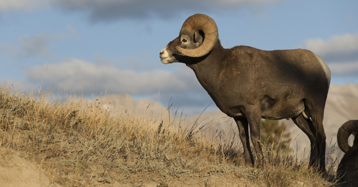 Bighorn sheep in western North Dakota thriving - Vimarsana News