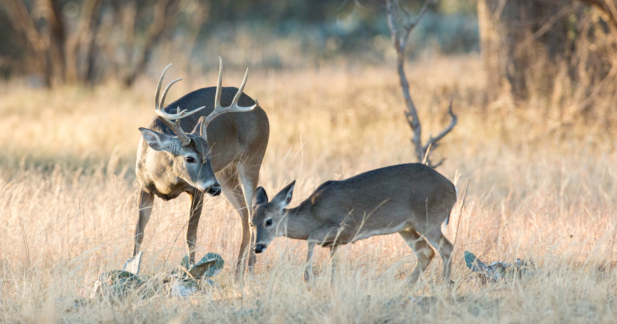 North Dakota deer populations holding steady goHUNT