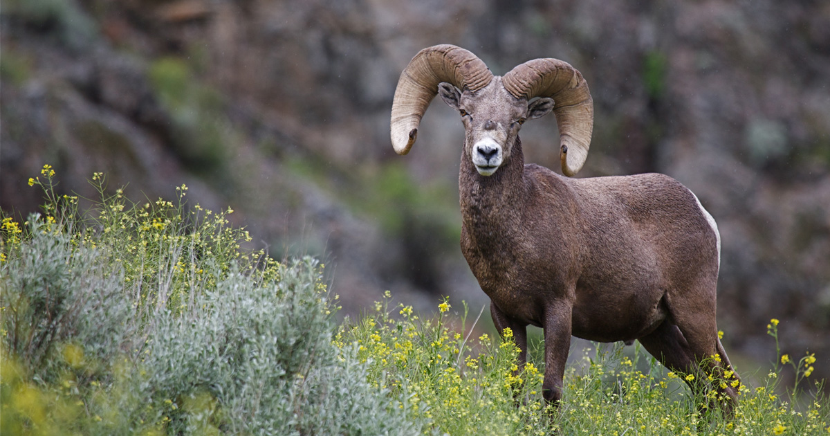 North Dakota will offer five bighorn sheep licenses in 2019 goHUNT