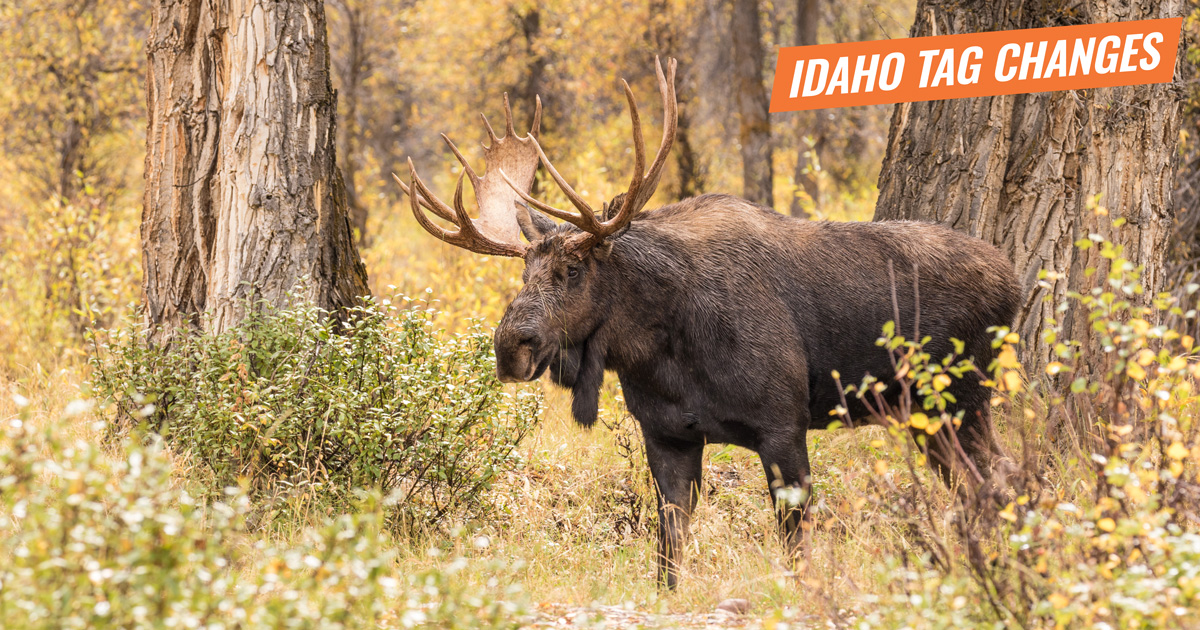 Proposed tag changes to moose, bighorn sheep and mountain goat hunts in