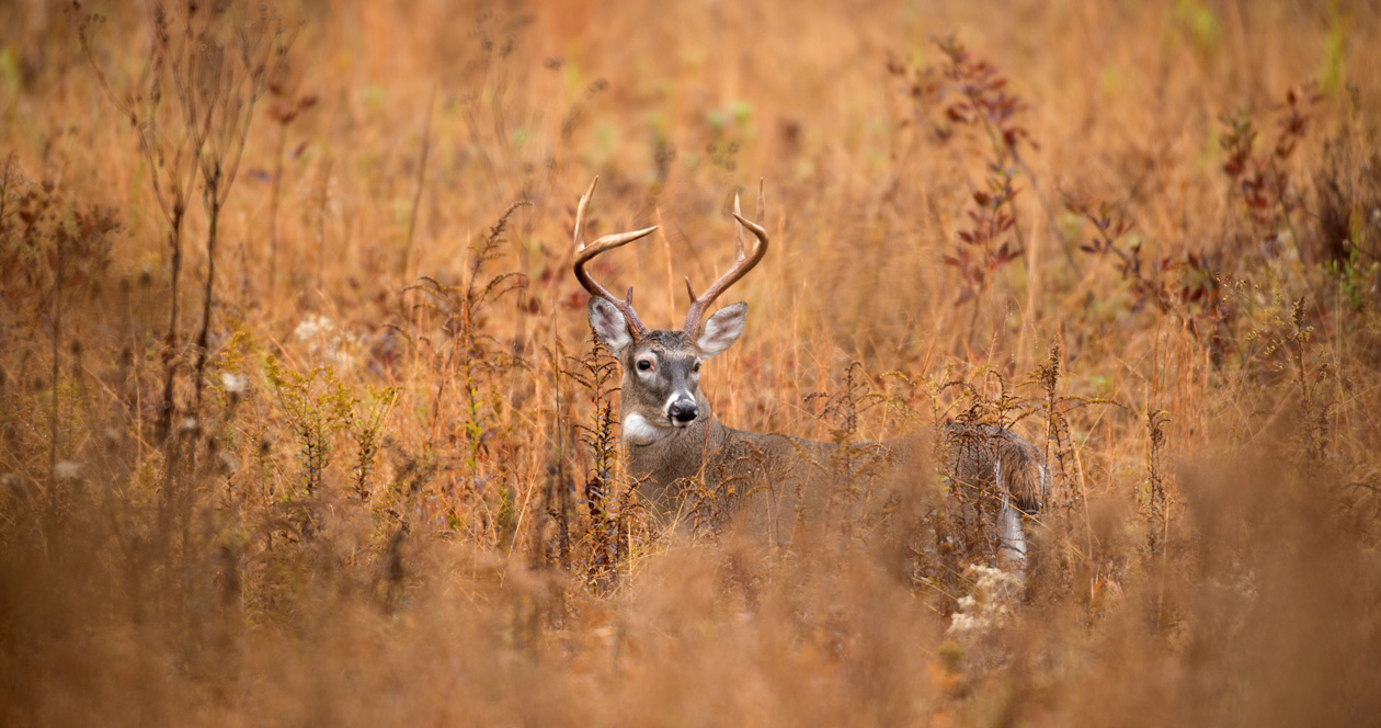 New deer baiting regulations in South Carolina