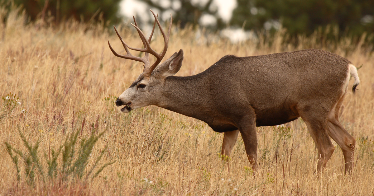 New mule deer antler restrictions in Texas pay off goHUNT