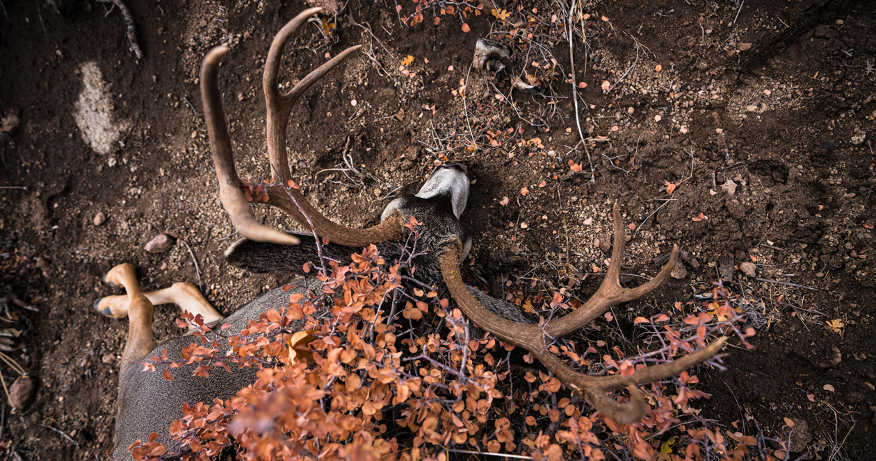 Applying for Utah’s Dedicated Hunter deer permit program