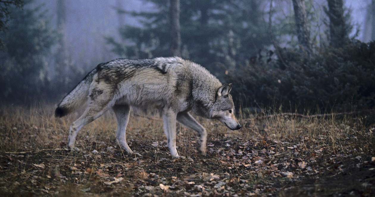 What will happen to wolves in Wisconsin?