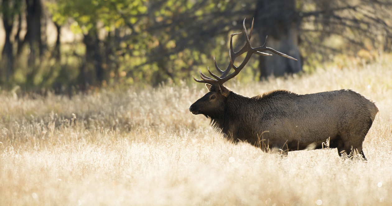 Wyoming CWD panel will “ignore” elk feeding grounds