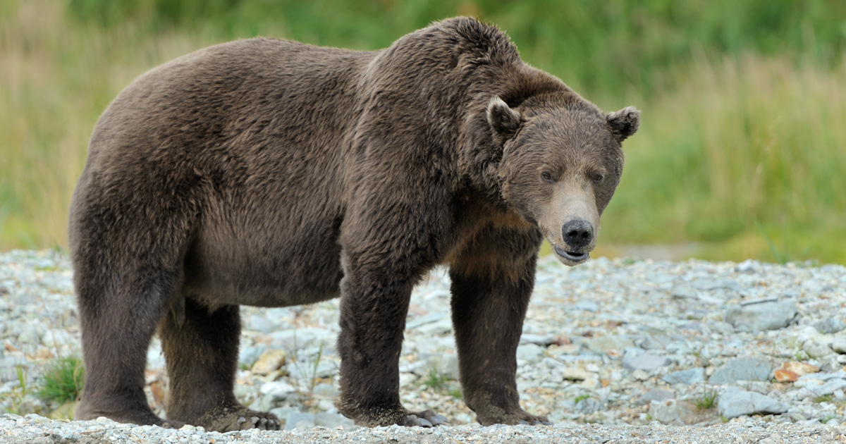 muddy bear trekking pole