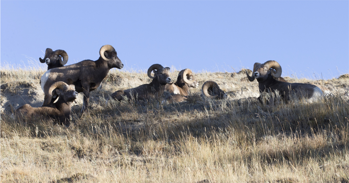 The 2016 North Dakota bighorn sheep season is on! goHUNT