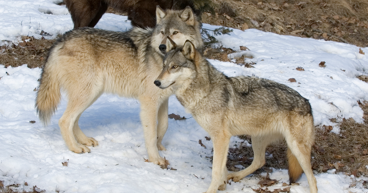 gray wolf pups spotted colorado first gray wolf pups spotted colorado first