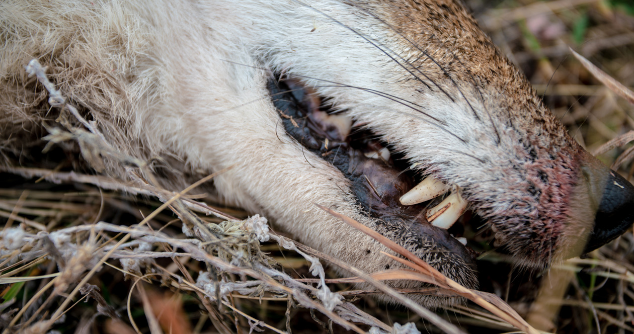 Five reasons you should be coyote hunting