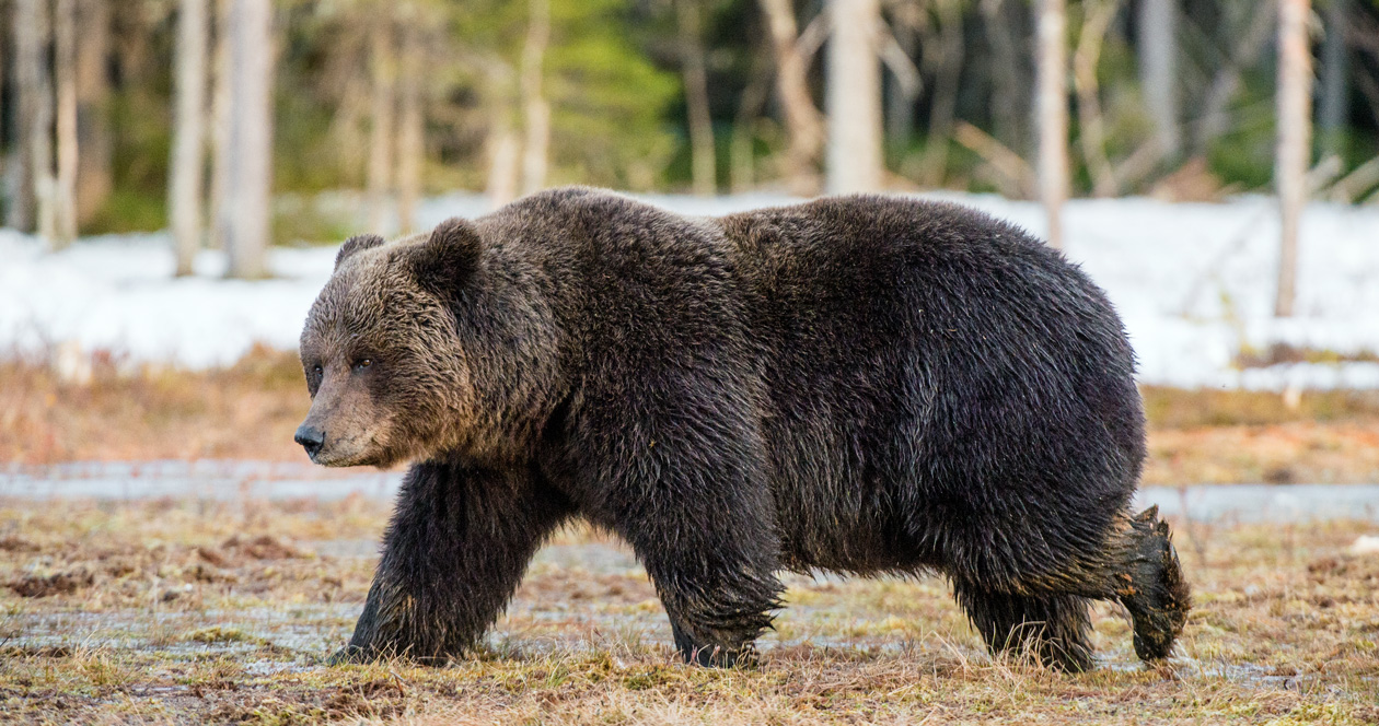 Officials consider grizzly bear management strategy in a COVID-19 world