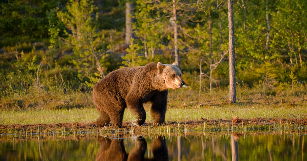 FWS sued over possible killing of grizzly bears near Yellowstone