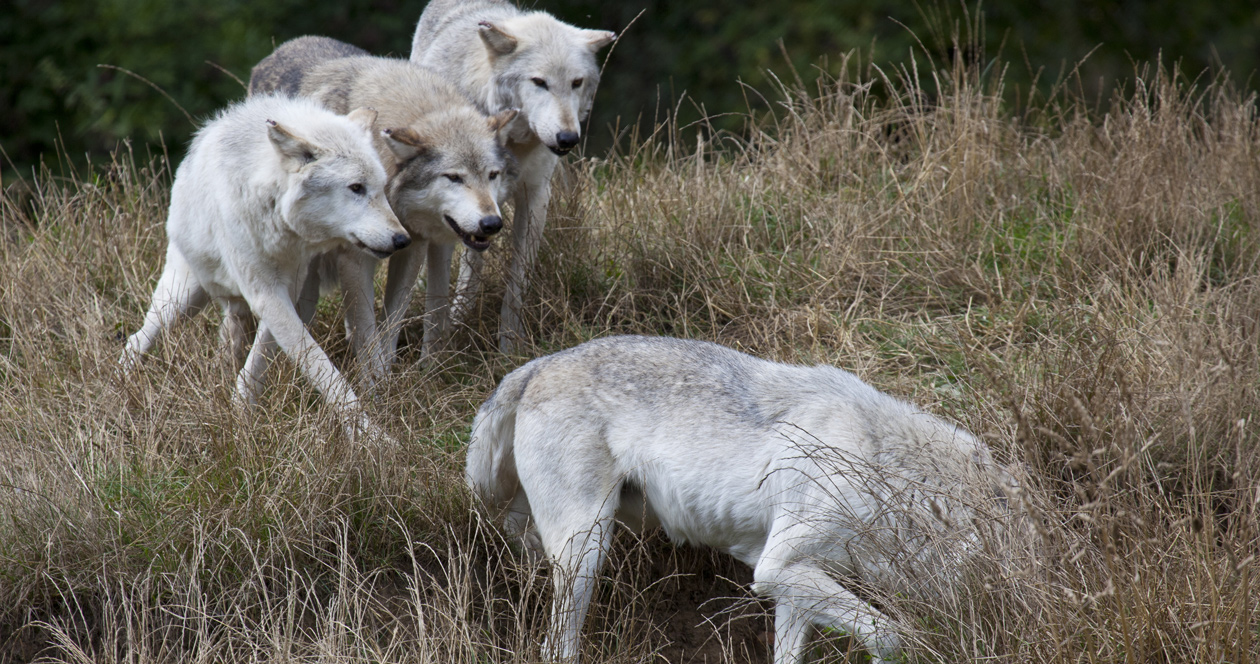 Idaho wolves killed to help struggling elk herd