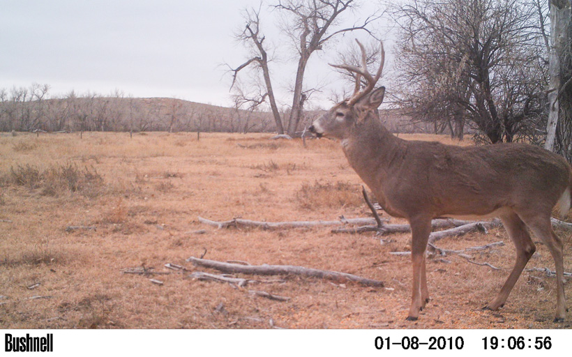 2014 photo of building history with a buck on trail camera 2014 photo of building history with a buck on trail camera