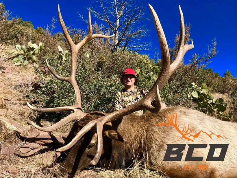 2017 limited opportunity Arizona bull elk taken by Big Chino Outfitters 2017 limited opportunity Arizona bull elk taken by Big Chino Outfitters