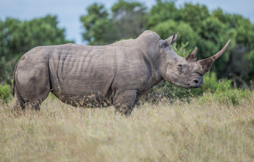 Africa big five import ban Africa big five import ban
