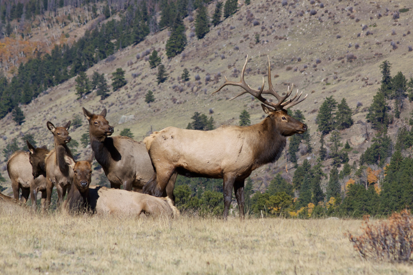 Alberta elk herd Alberta elk herd