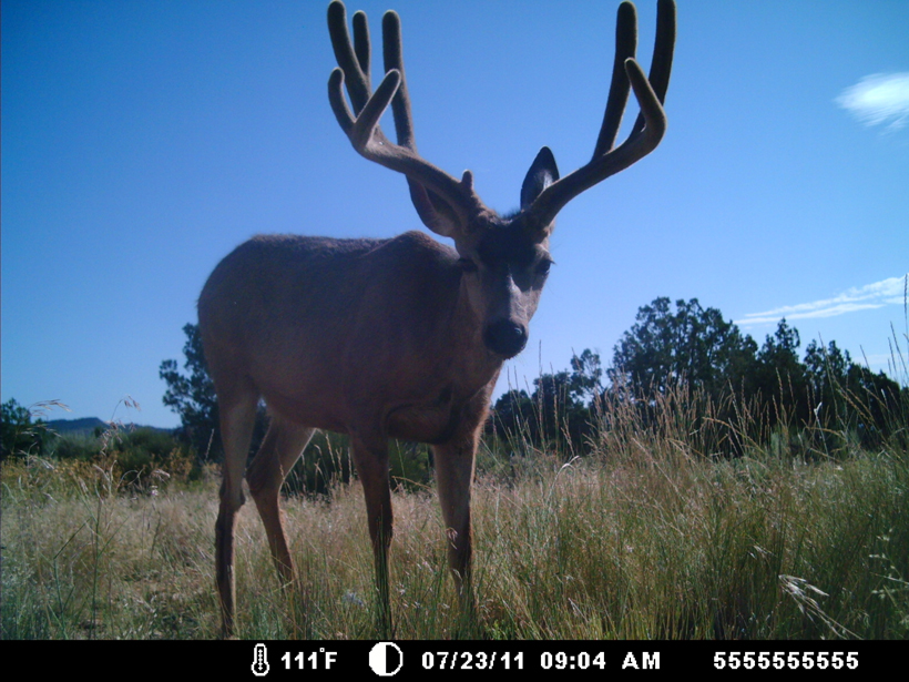 Arizona Strip trail camera 2 Arizona Strip trail camera 2