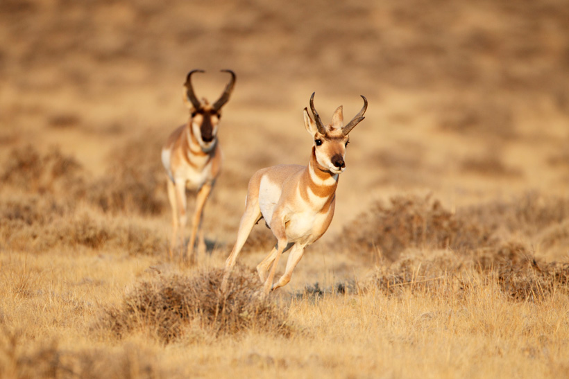 Arizona antelope numbers on the rise Arizona antelope numbers on the rise