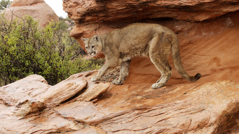 Arizona mountain lion Arizona mountain lion