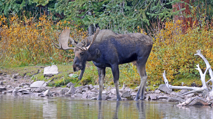 BC Moose BC Moose