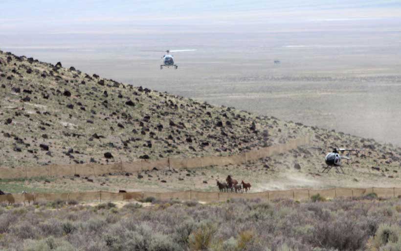 BLM wild horse roundup BLM wild horse roundup