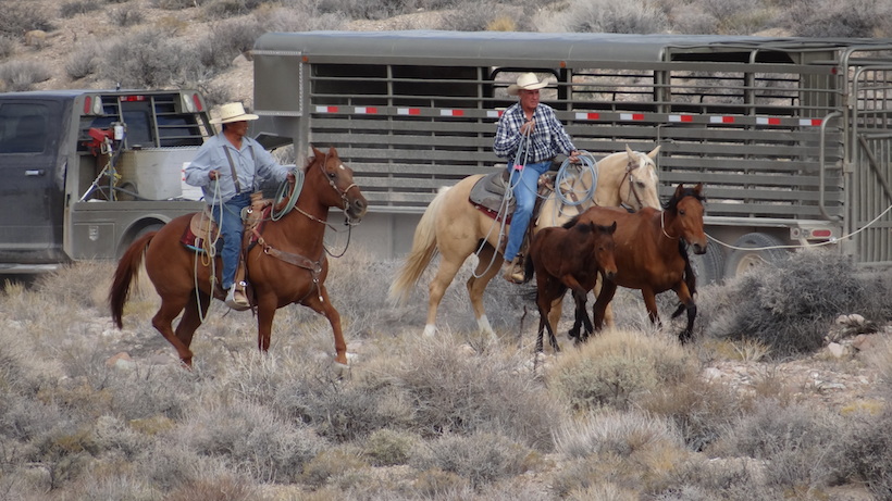 BLM wild horse roundup BLM wild horse roundup