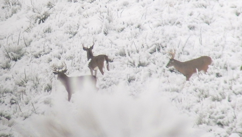 Bachelor group of late season whitetail bucks Bachelor group of late season whitetail bucks