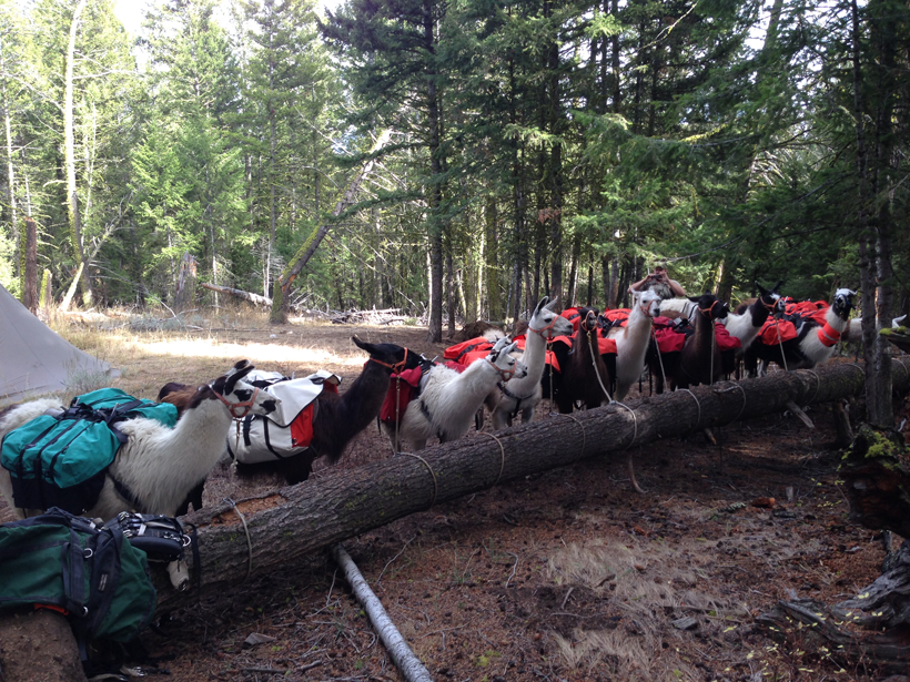 Backcountry llama herd Backcountry llama herd
