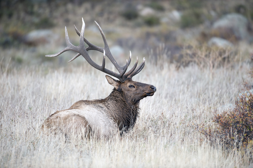 Bedded bull elk Bedded bull elk