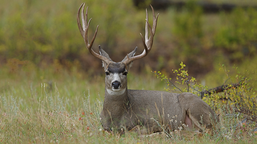 Bedded mule deer buck Bedded mule deer buck