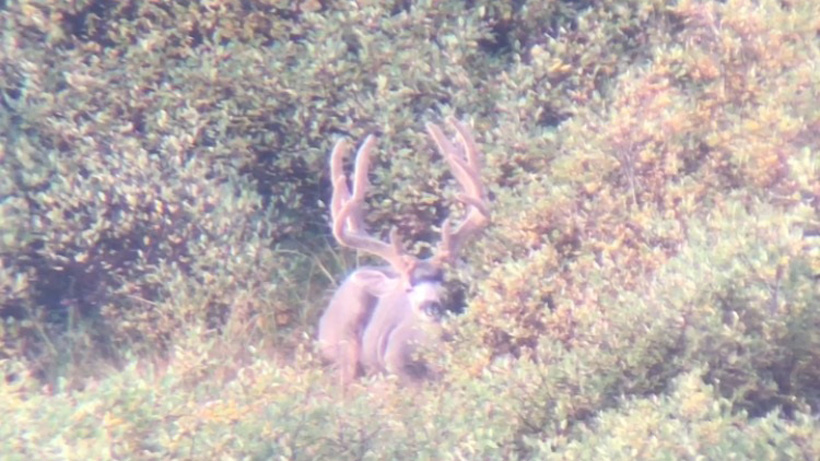 Bedded velvet mule deer in Colorado Bedded velvet mule deer in Colorado