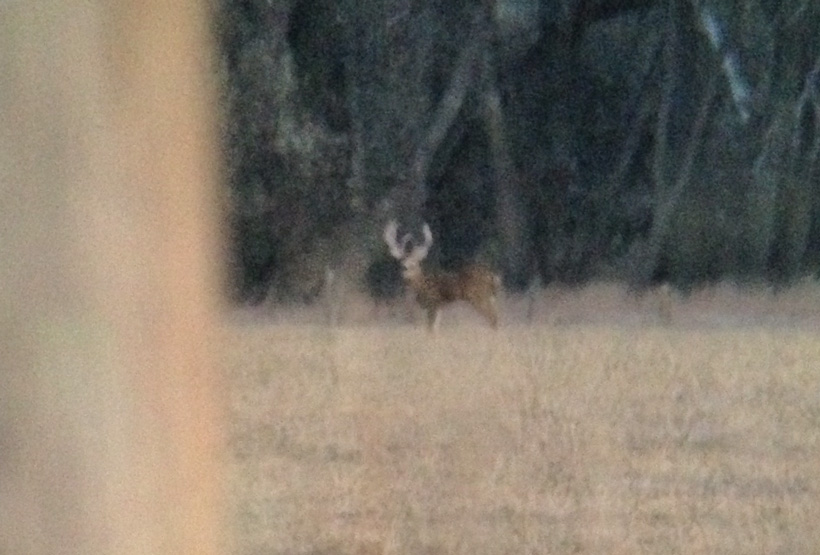 A live photo of the bent browtine whitetail buck A live photo of the bent browtine whitetail buck