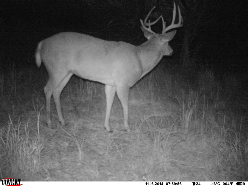 Big eight point whitetail buck post rut Big eight point whitetail buck post rut