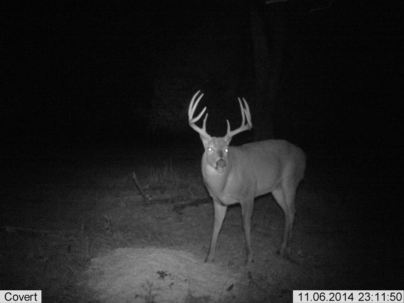 Four year old eight point whitetail buck Four year old eight point whitetail buck