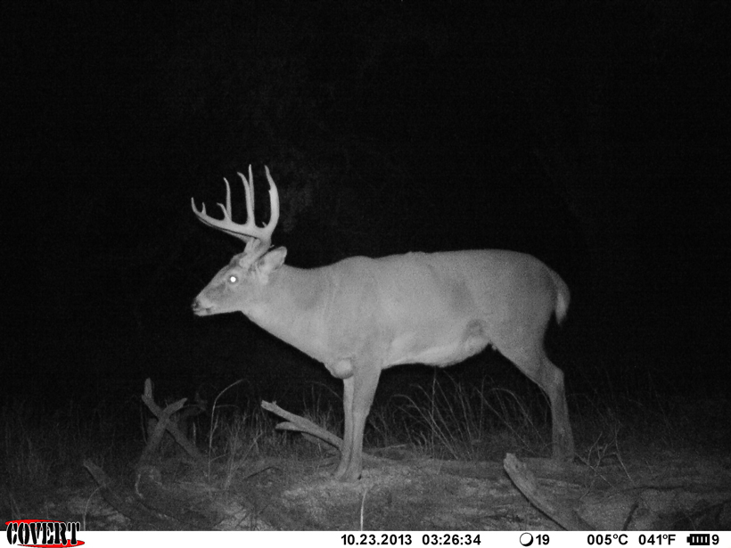 Big Ten whitetail buck in 2013 Big Ten whitetail buck in 2013
