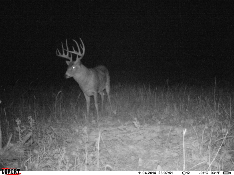 The Big Ten whitetail buck in November of 2014 The Big Ten whitetail buck in November of 2014