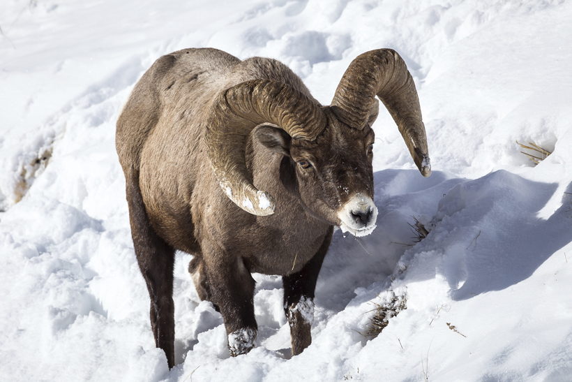 Bighorn sheep populations across 6 states Bighorn sheep populations across 6 states