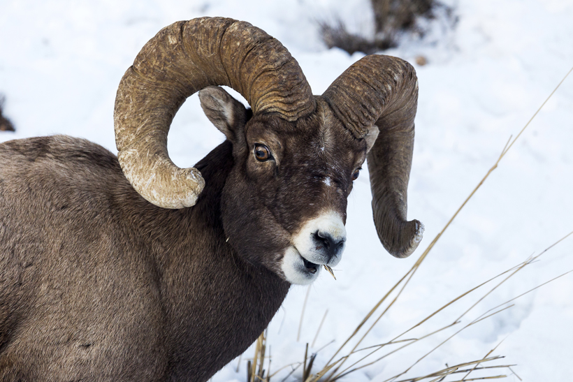Montana bighorn sheep hunting opportunity Montana bighorn sheep hunting opportunity